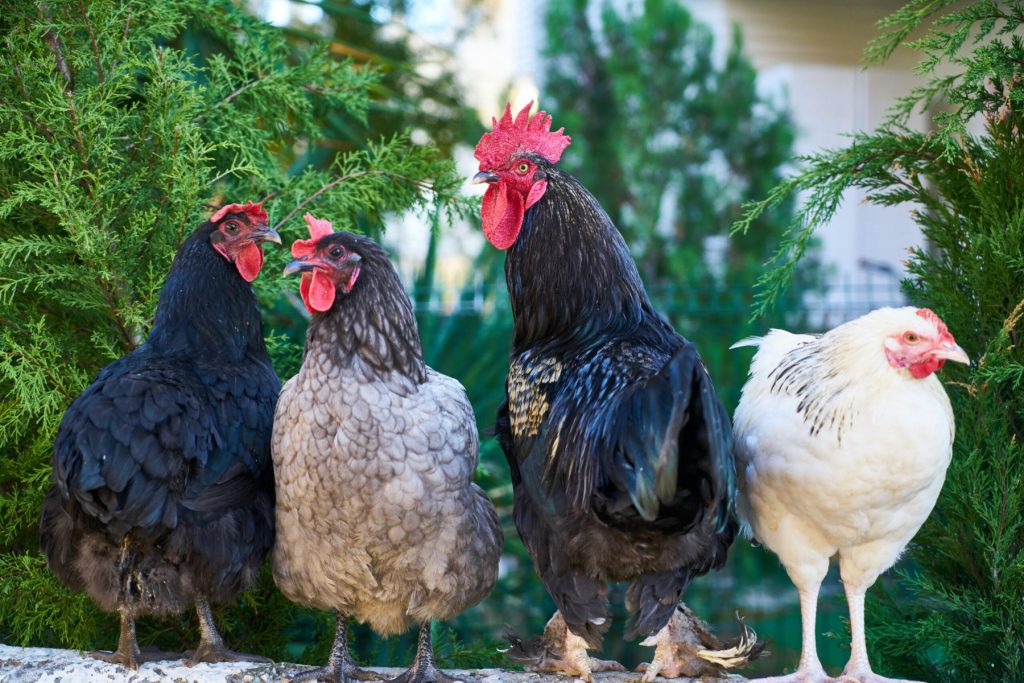 Four chickens sitting together