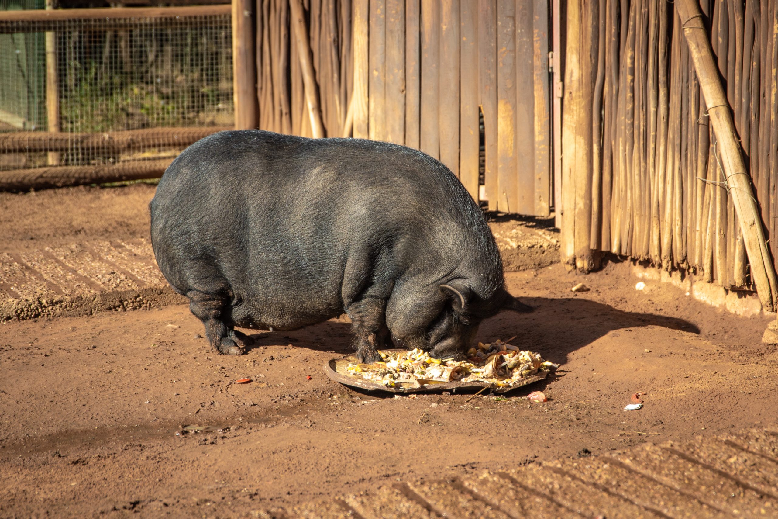 WEIGHING IN – How To Calculate Your Pig’s Weight 