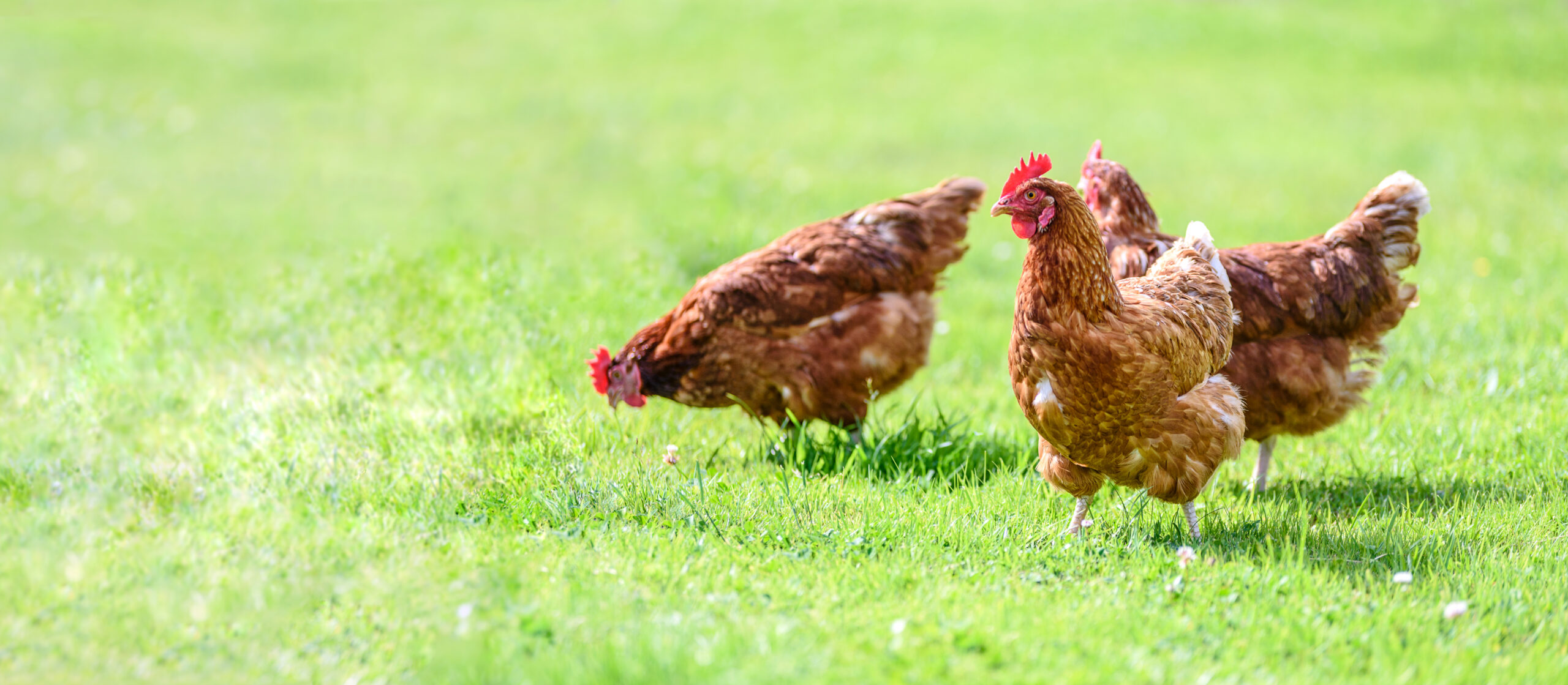 5 Fun Facts about Chicken Anatomy
