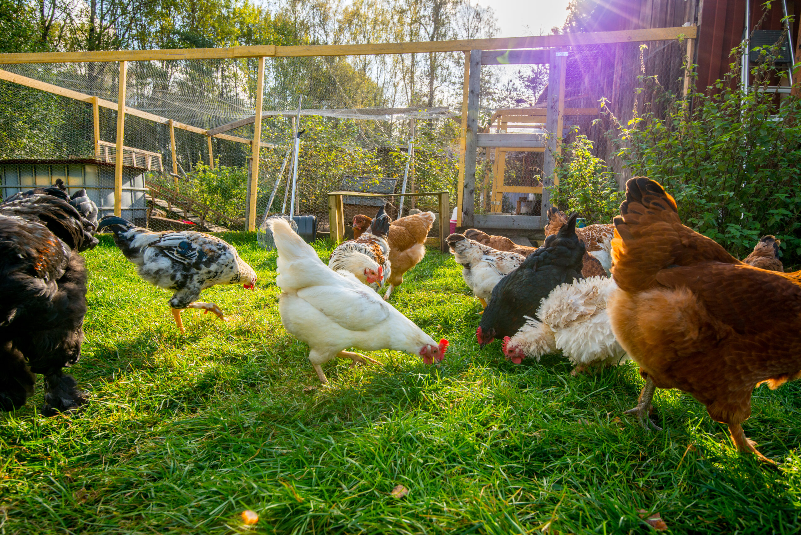 Disease Prevention and Management Basics for Poultry and Waterfowl