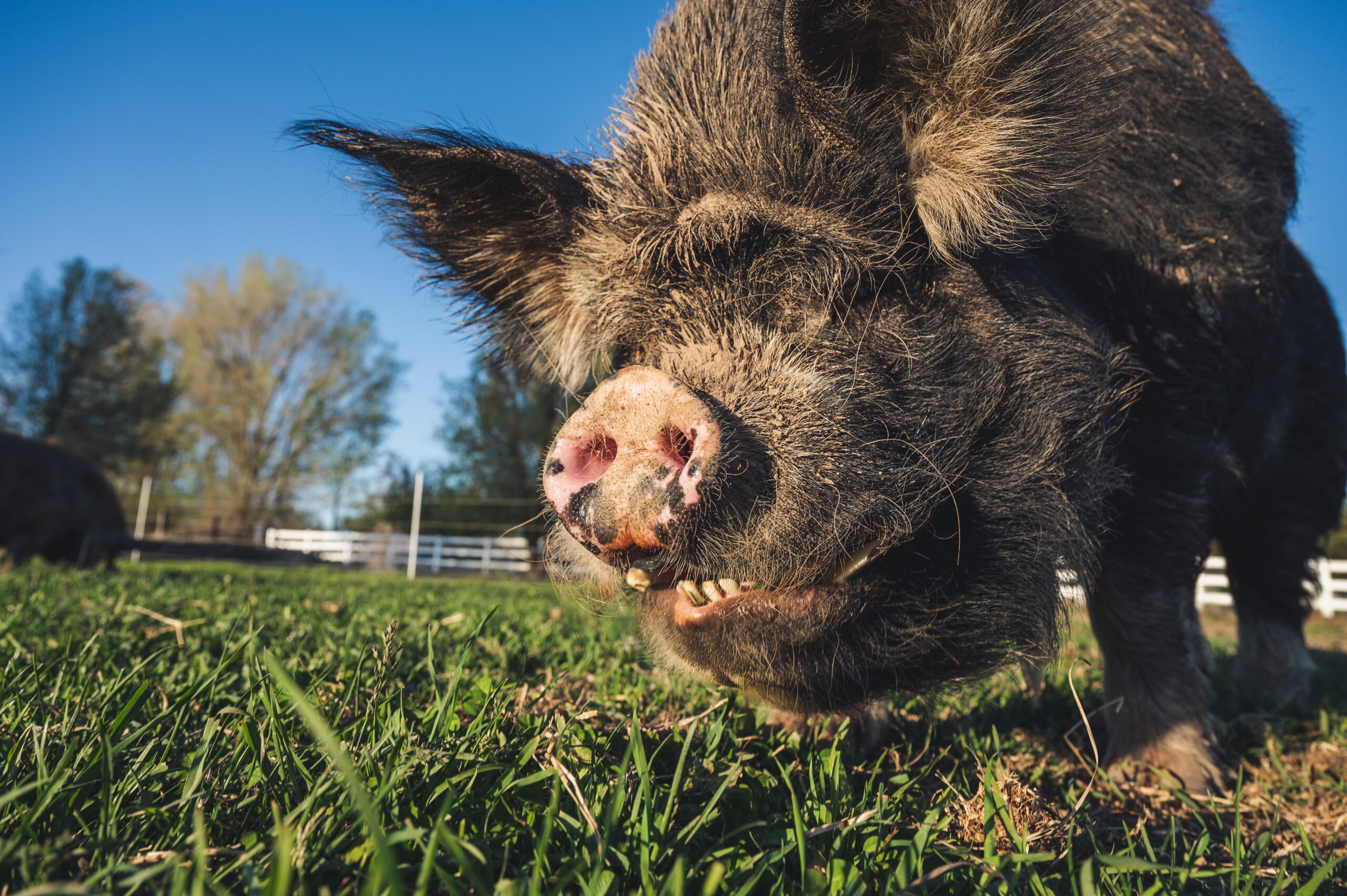 Dental disease and tusk care for pet pigs