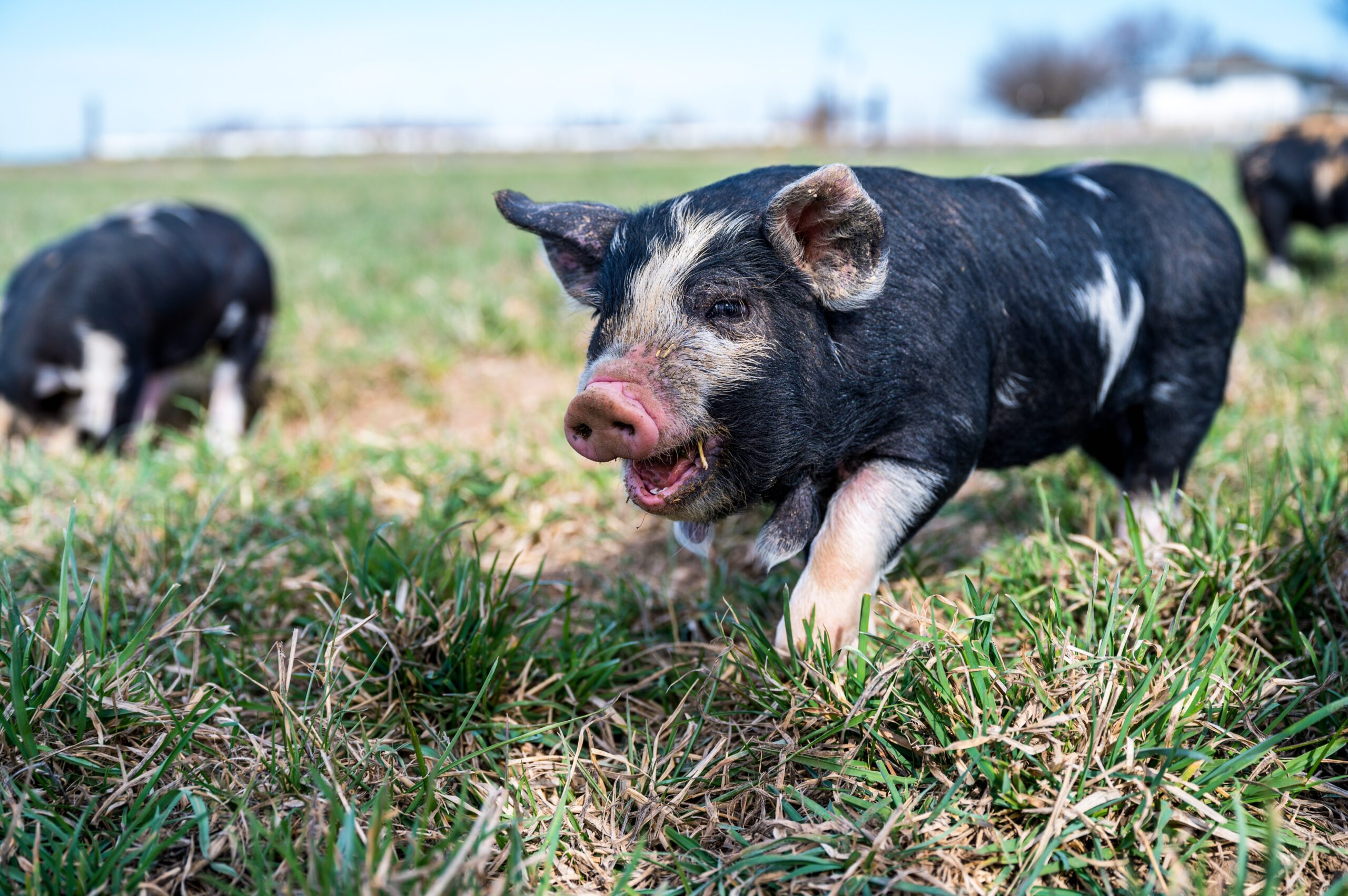 Dry Skin in Pet Pigs -don’t flake on your pig’s skin routine