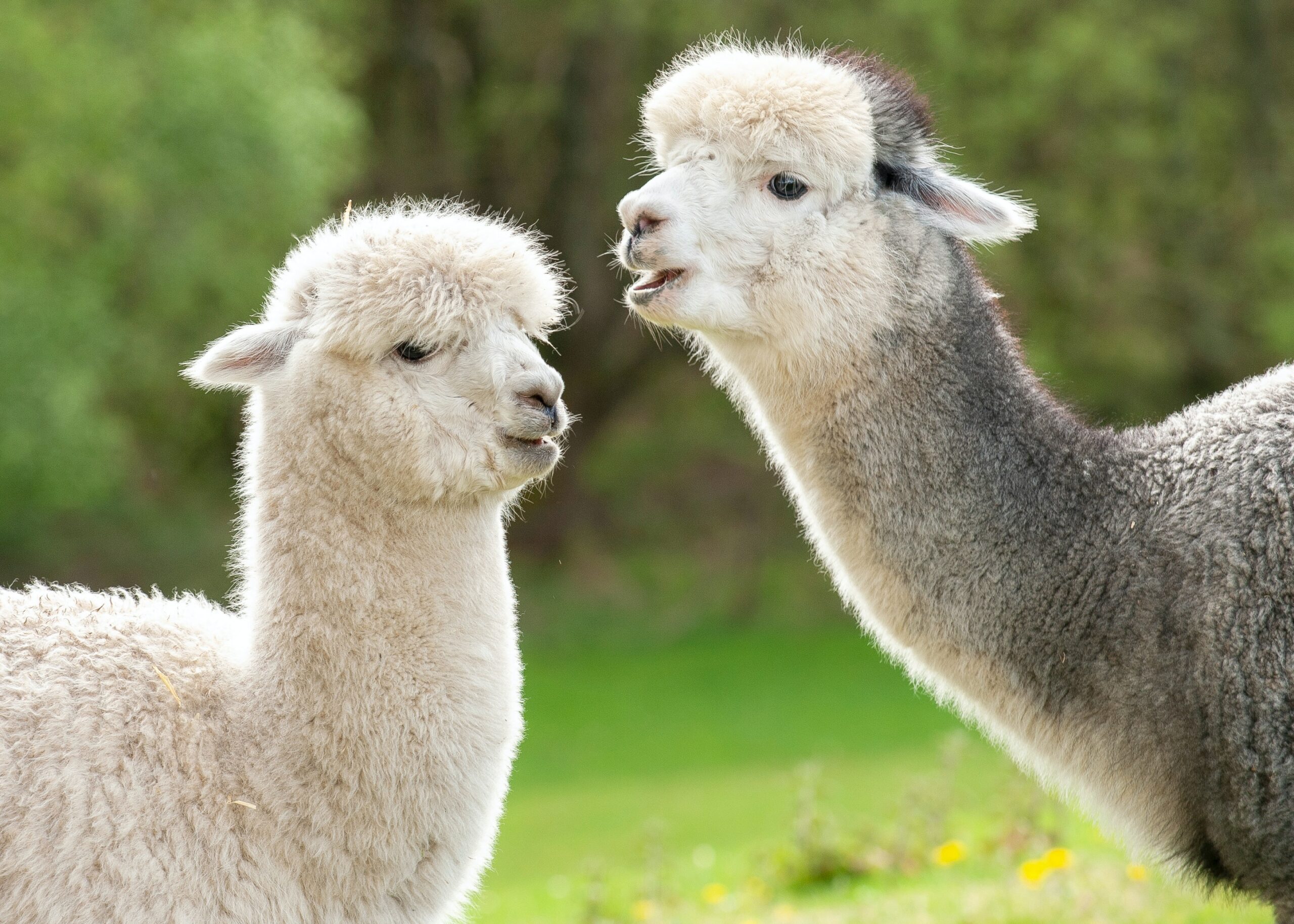 An overview of Choke in Alpacas
