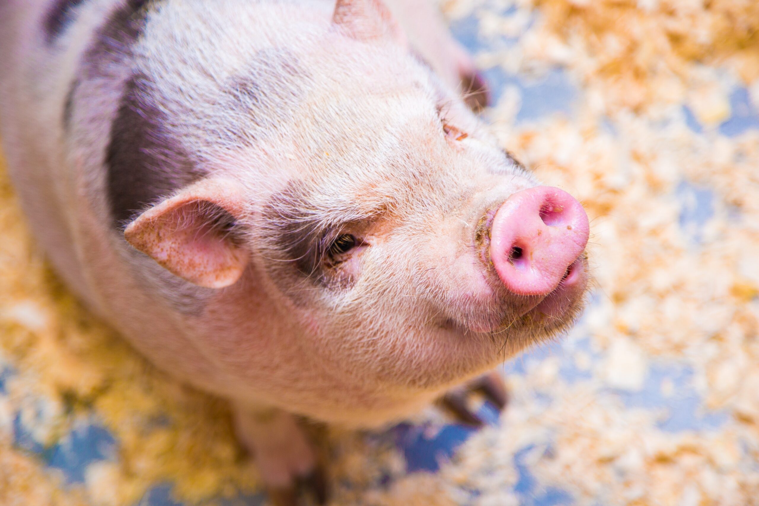 5 Unique Facts about your Pig’s Anatomy