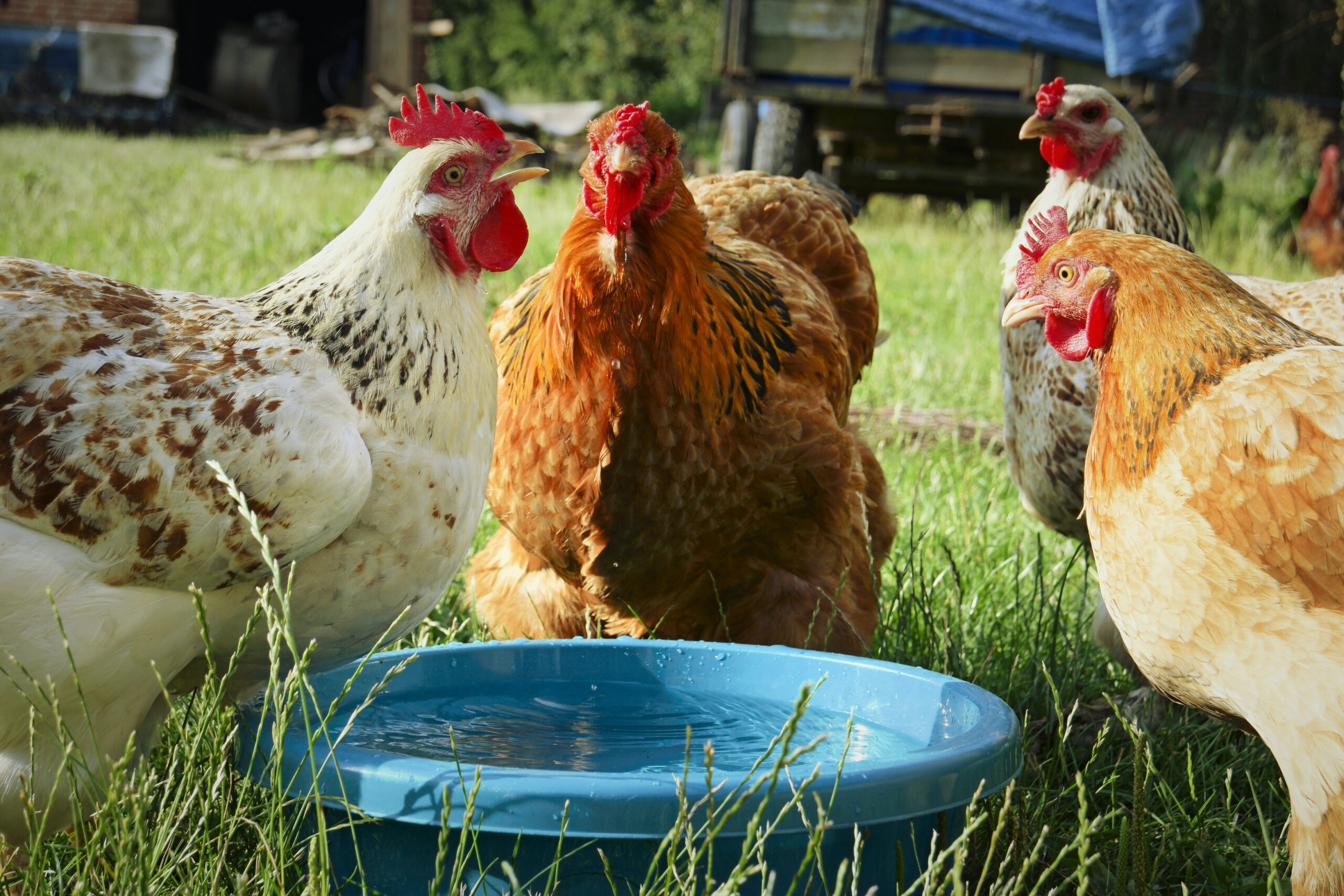 Heat stress in Poultry