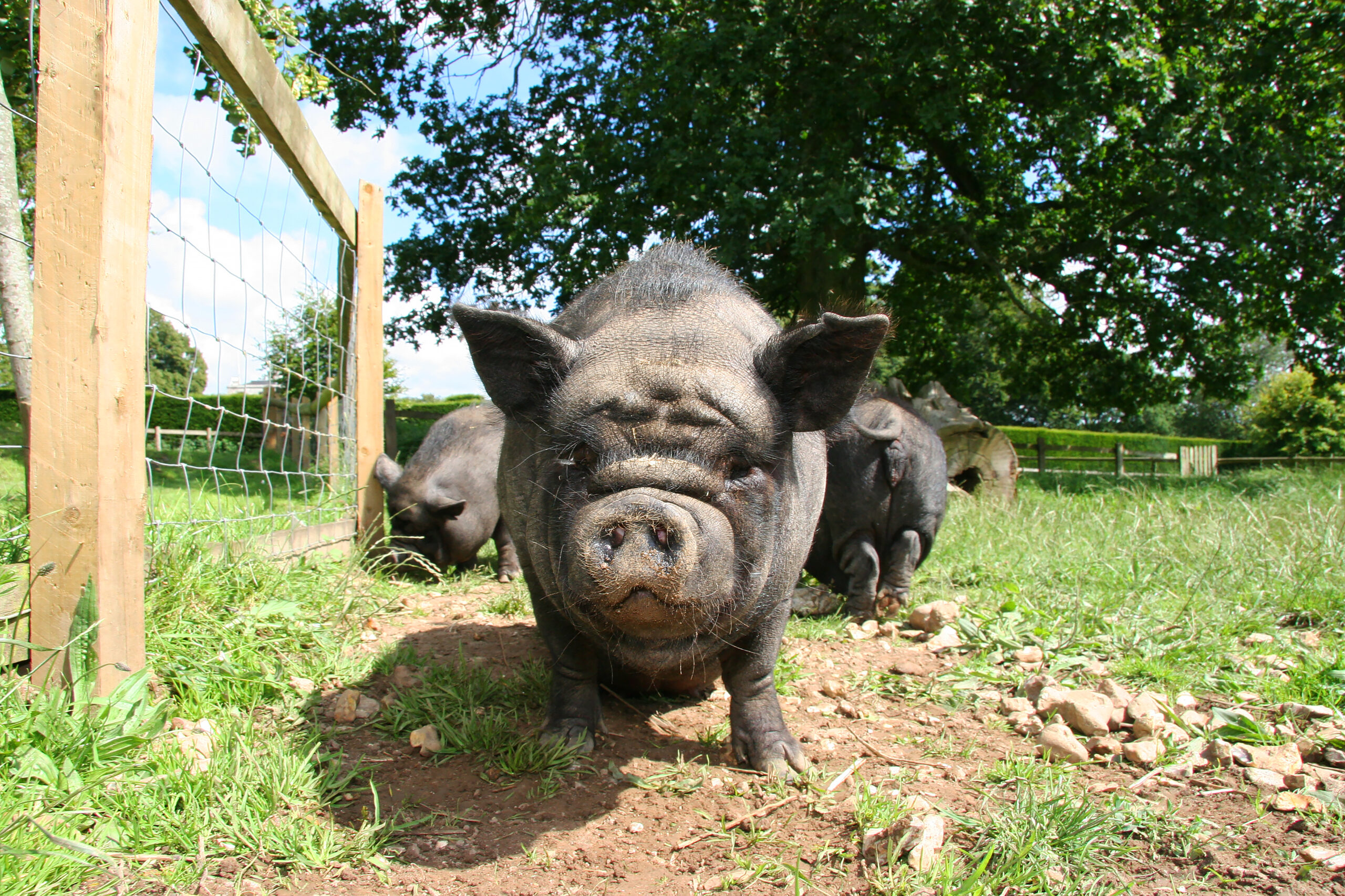Heat stress – how to keep your pig cool and safe in warm weather